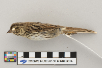 thumbnail image of current specimen