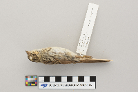 thumbnail image of current specimen