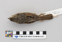 thumbnail image of current specimen