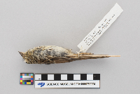 thumbnail image of current specimen