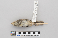 thumbnail image of current specimen