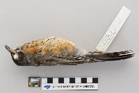 Turdus migratorius image