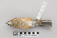 Turdus migratorius image