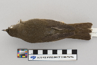 Catharus minimus image