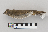 Catharus minimus image