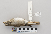 Catharus minimus image