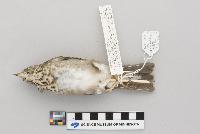 Catharus minimus image