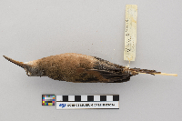 Rallus limicola image