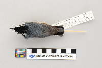 Sitta canadensis image