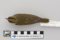 Seiurus aurocapillus image