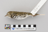 Seiurus aurocapillus image