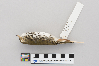 Seiurus aurocapillus image