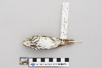 Seiurus aurocapillus image