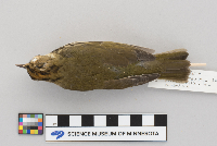 Seiurus aurocapillus image