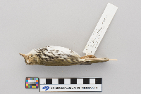 Seiurus aurocapillus image