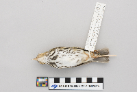 Seiurus aurocapillus image