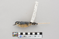 Sitta canadensis image