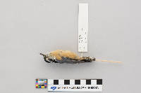 Sitta canadensis image