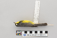 Wilsonia canadensis image