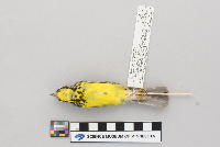 Media resource of Wilsonia canadensis