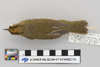 Seiurus aurocapillus image