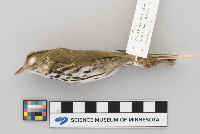 Thumbnail image of current specimen