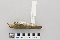 Seiurus aurocapillus image