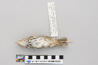 Seiurus aurocapillus image