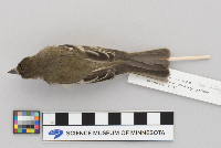 Empidonax minimus image