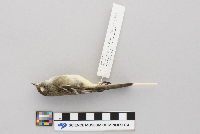 Empidonax minimus image
