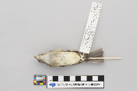 Empidonax minimus image