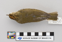 Seiurus aurocapillus image