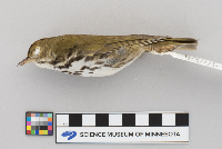 Seiurus aurocapillus image