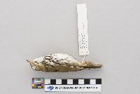 Seiurus aurocapillus image