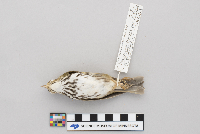 Seiurus aurocapillus image