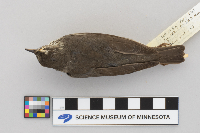 Seiurus noveboracensis image