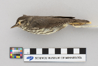Seiurus noveboracensis image