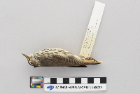 Seiurus noveboracensis image