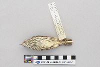Seiurus noveboracensis image