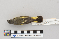 Setophaga ruticilla image