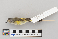 Setophaga ruticilla image