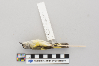 Setophaga ruticilla image