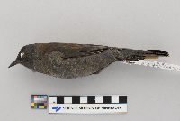 Euphagus carolinus image