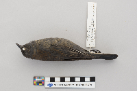 Euphagus carolinus image