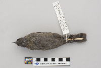 Euphagus carolinus image