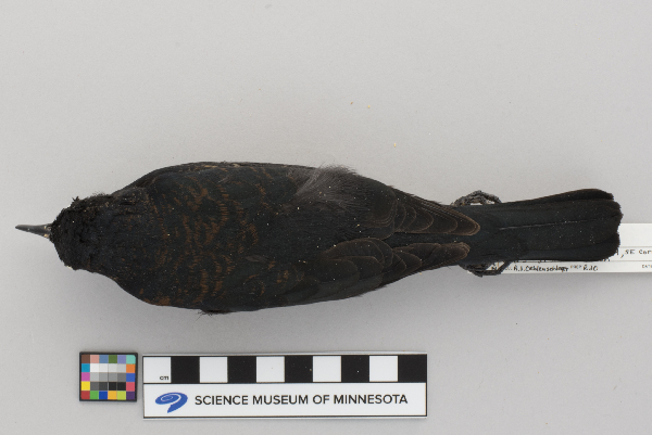 Euphagus carolinus image