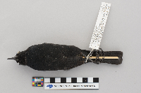 Euphagus carolinus image