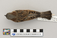 Passer domesticus image