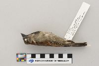 Passer domesticus image
