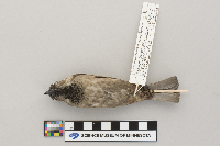 Passer domesticus image